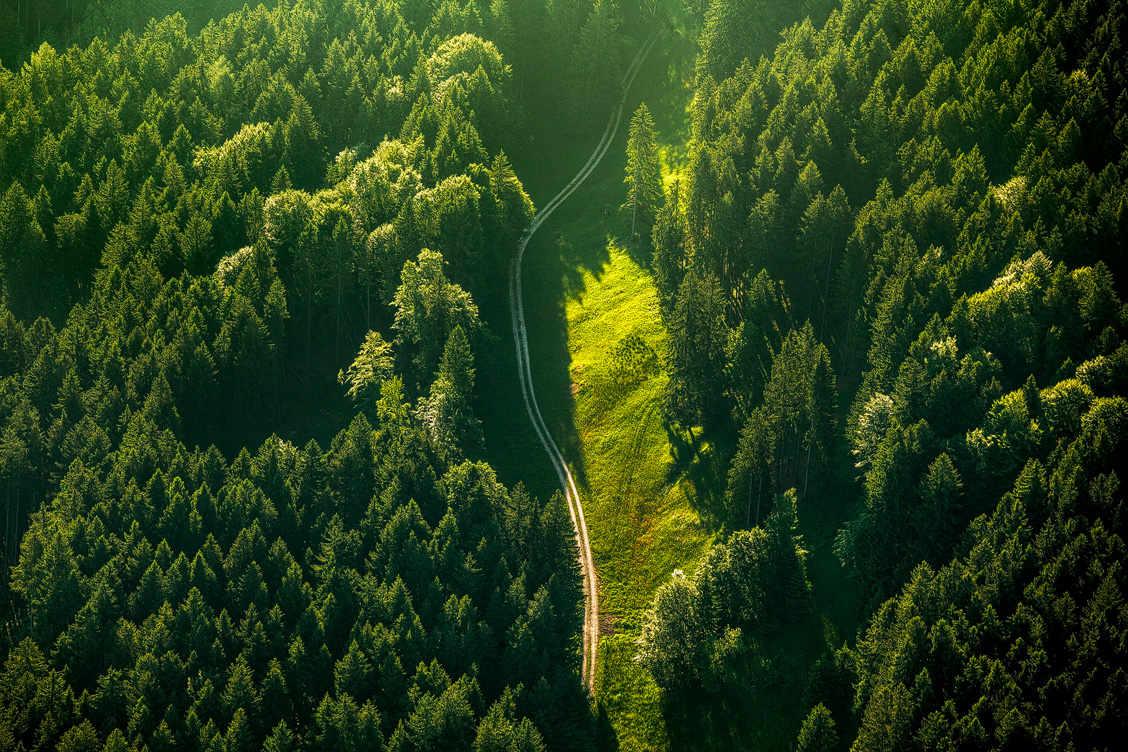 Ein Waldweg von oben